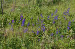 Alabama larkspur